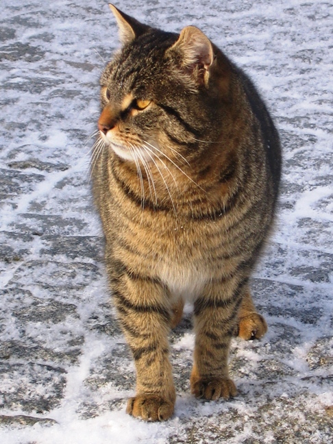 Vesnická kočka